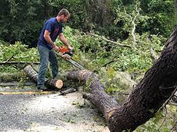 Best Tree Cabling and Bracing  in Pendleton, SC