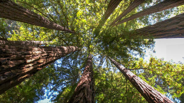Best Commercial Tree Services  in Pendleton, SC