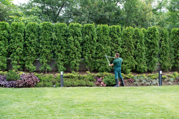 Best Sod Installation  in Pendleton, SC