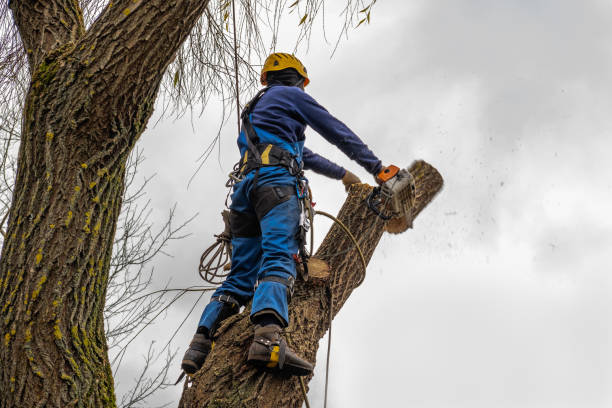 Best Root Management and Removal  in Pendleton, SC