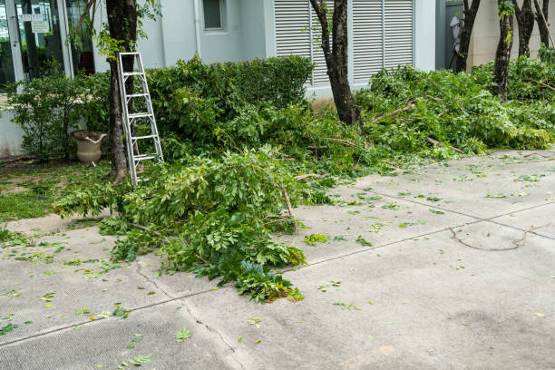How Our Tree Care Process Works  in  Pendleton, SC