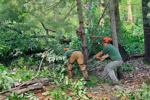 Best Lawn Pest Prevention  in Pendleton, SC